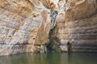 Canyon Ein Avdat in Israel. Thin jet waterfall form cold lake. Sandstone canyon walls form round