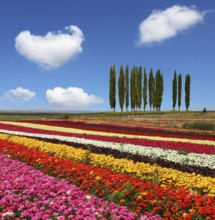 Field of multi-colored decorative buttercups Ranunculus Bloomingdale. On the horizon is growing