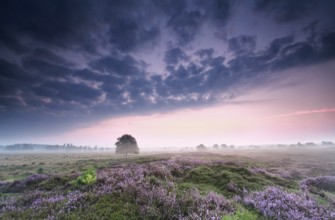 Cloudy sunrise over heathland, Drenthe, Netherlands