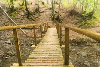 A view of forest's path and wooden bridge
