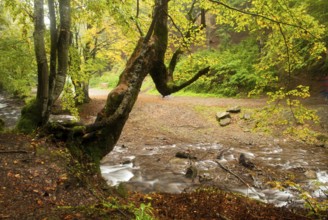 Autumn park with river is running down in autumnal forest