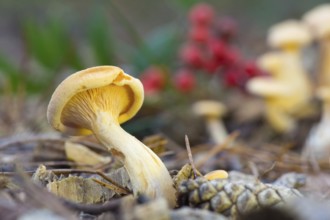 Mushroom formerly Armillaria ostoyae in the forest