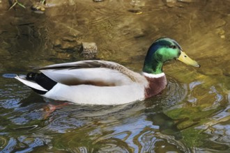 Swimming mallard (Anas platyrhynchos) in the Stadtpark, North Rhine-Westphalia, Germany, Europe