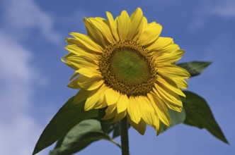 Sunflower in full bloom