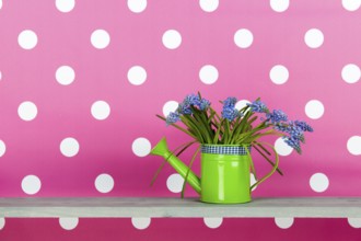 Watering can with blue grape hyacinths on pink background