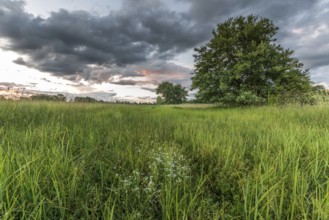 Large clouds over a swampy meadow in spring at dusk. France