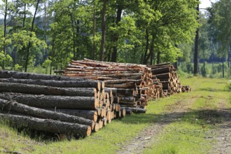 Stacks of logs by rural road on a beautiful day of summer with green oak trees on the background
