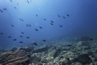 Sea Life Underwater Rocks Sunlight, Underwater Life, wildlife
