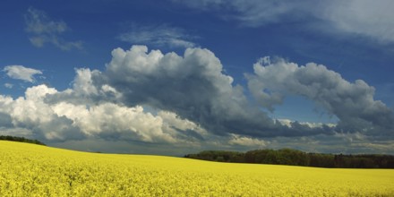 Panorama, storm clouds over a rape field