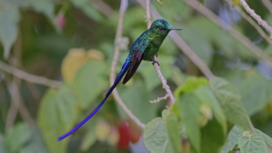 Green hummingbird with a long tail perched on a vine surrounded by green foliage, Long-tailed