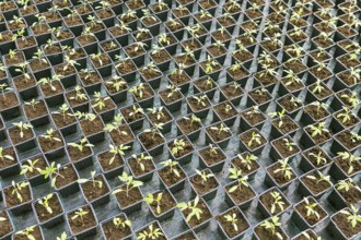 Rows of Potted Seedlings in Greenhouse