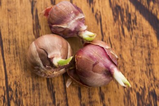 Tree onions, topsetting onions, walking onions or Egyptian onions Allium proliferum
