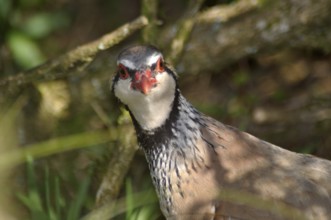 Red- legged partridge or Chukor, Alectoris chukor, New Zealand, Oceania