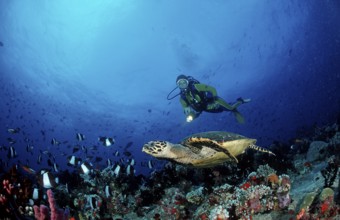 Hawksbill turtle and diver, Eretmochelys imbricata, Maldives, Indian Ocean, Ari Atoll, Asia