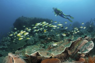 Diver and bigeye snapper, Lutjanus lutjanus, Raja Ampat, West Papua, Indonesia, Asia