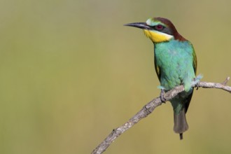 Bee-eater, (Merops apiaster), Animals, Birds, Raptor family, Perching station, Muselievo,