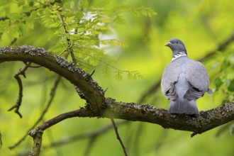 Wood pigeon, animals, birds, pigeon, pigeon family, (Columba palumbus), Pigeon ramier, Mannheim,