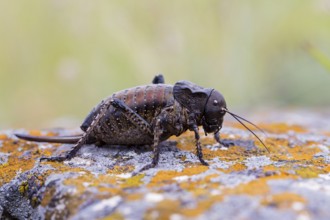 Bradyporus dasypus, animals, insects, beetles, saddle-backed grasshopper, Pleven, Bulgaria, Europe