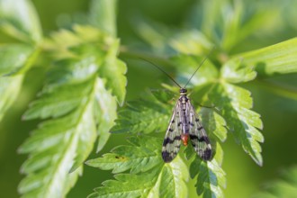 Common scorpionfly, (Panorpa communis), animals, insects, flies, fly, supervision, Lake Neusiedl,