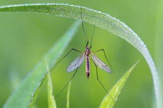 Nephrotoma appendiculata, (Nephrotoma appendiculata), animals, insects, gnats, Lake Neusiedl,
