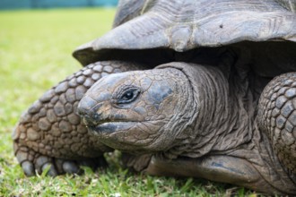 Aldabra giant tortoise (Aldabrachelys gigantea, Syn.:Geochelone gigantea, Dipsochelys elephantina,