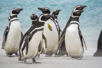 Magellanic penguins (Sphreniscus magellanicus), group on a beach, Bleaker Island, Falkland Islands,