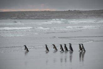 Magellanic penguins (Sphreniscus magellanicus), group in the morning light on their way to sea,