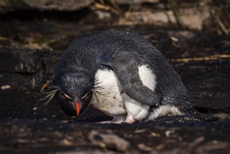 Rockhopper penguin (Eudyptes chrysocome) drinking at a water source, Bleaker Island, Falkland