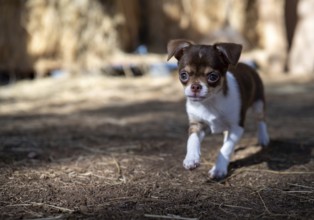 A brown and white Chihuahua puppy takes cautious steps on a straw-covered ground, exploring with