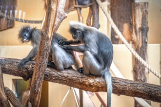 Two spectacled langurs (Trachypithecus obscurus) sitting on a tree trunk, one grooming the other,