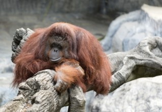Sad orangutan at the zoo