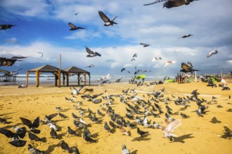 The big pack of pigeons flies up from a sandy beach. Windy winter day on the Mediterranean Sea