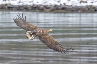 White-tailed eagle (Haliaeetus albicilla), Lofoten, Norway, Europe