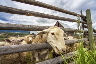 Flock of sheep at Williams Lake British Columbia Canada