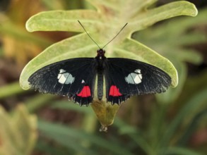 Doris passion butterfly, Heliconius doris