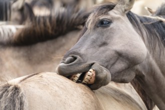 The Dülmen horses live wild near Dülmen, in the Merfelder Bruch nature reserve in North