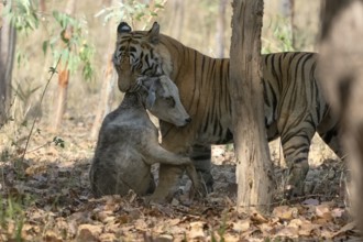 Tiger (Panthera tigris), Bengal tiger or Indian tiger, big cat (Pantherinae), carnivore
