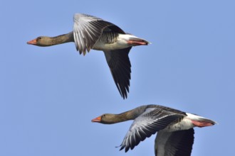 Greylag Geese in Upper Lusatia