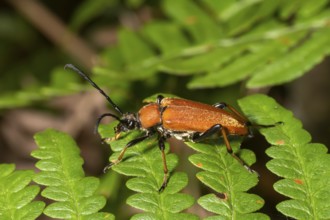 Brown red-necked beetle crawling on a fern leaf in front of a blurred background