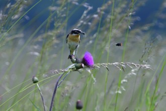 Male Whinchat on a maeadow in spring. Whinchat on a perch