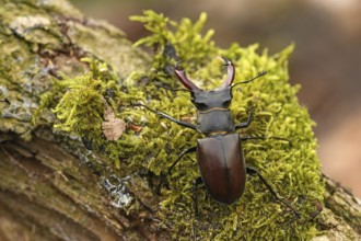 Male stag beetle on an old tree trunk