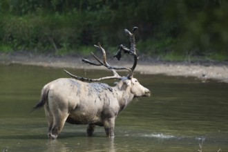 Male elaphure deer throwing with mud in water