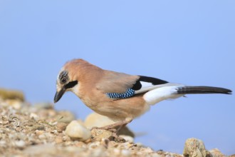 Eurasian jay in nature near water