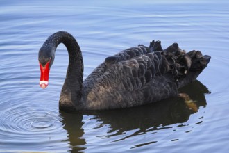 Swimming Black Swan (Cygnus atratus), Black Swan, North Rhine-Westphalia, Germany, Europe