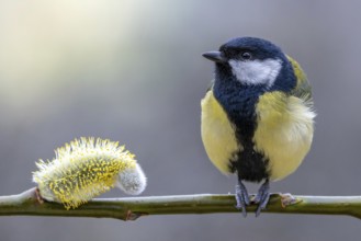 Great tit (Parus major) sitting on a willow branch next to a willow blossom, orchard, Upper Rhine,