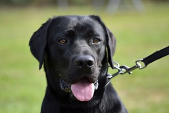 Head of a black Labrador