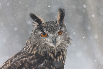 A captive Eurasian eagle owl (Bubo Bubo) at bird of prey nature reserve in winter with snow on the