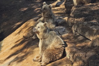 The big brown bear posing for the visitors in the park - safari