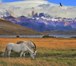 Lake Laguna Azul in the mountains. On the shore of Laguna Azul grazing horses. Impressive landscape