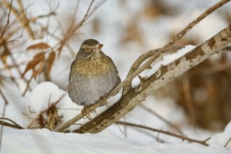 Song Thrush (Turdus Philomelos) Perching on a Brunch Varna, Bulgaria, Europe